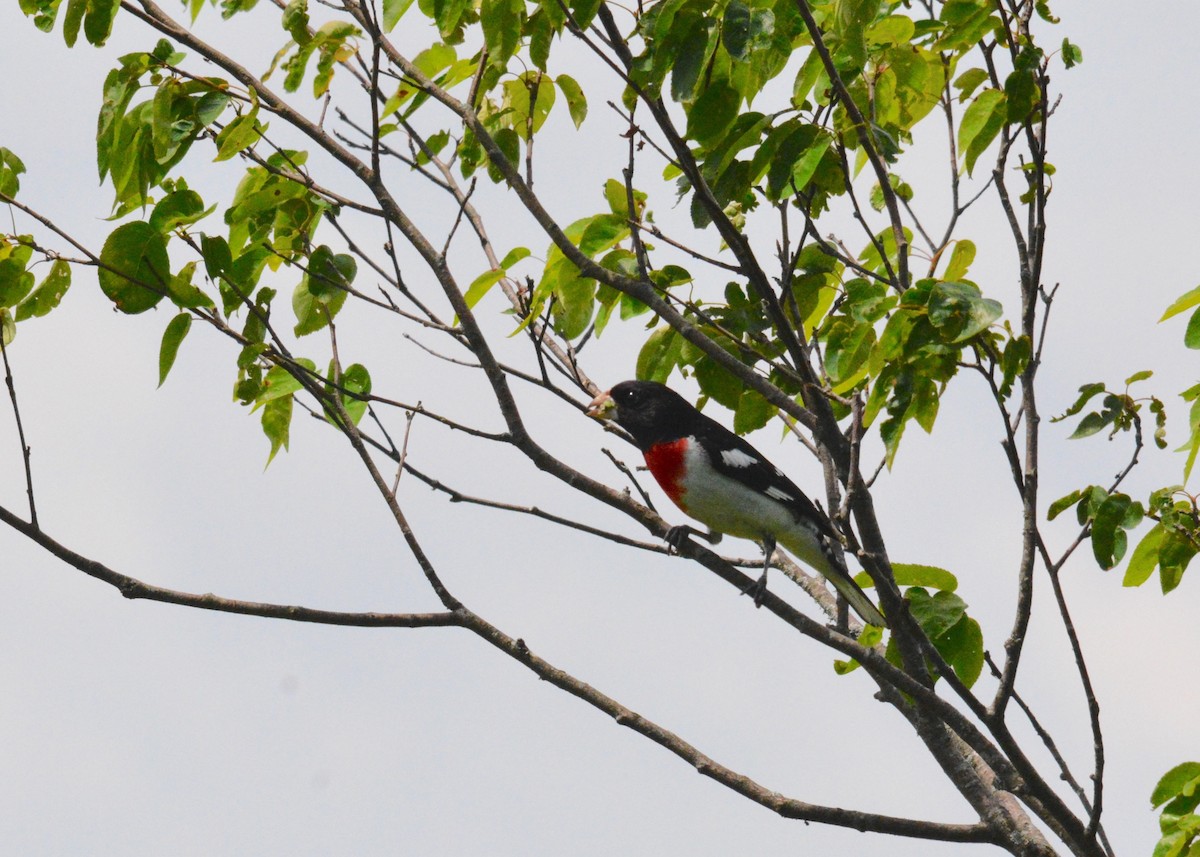 Rose-breasted Grosbeak - ML61794541