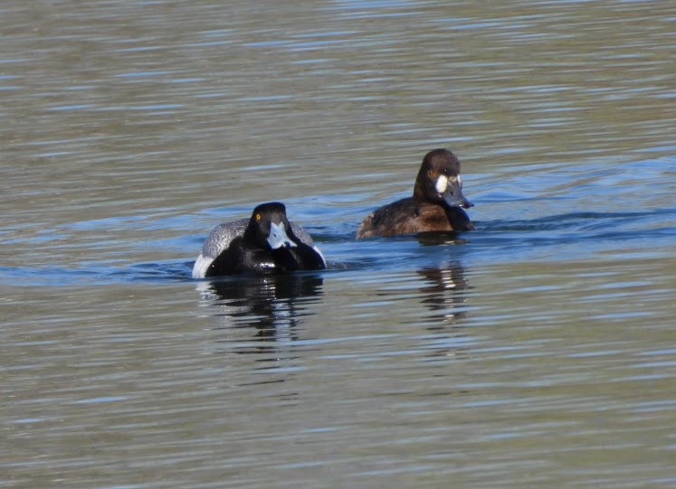 Greater Scaup - ML617945431