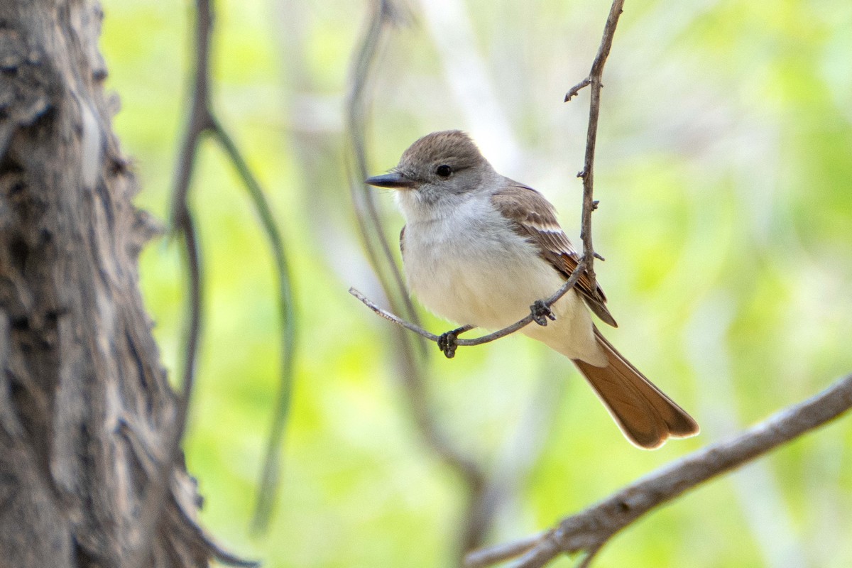 Ash-throated Flycatcher - ML617945485