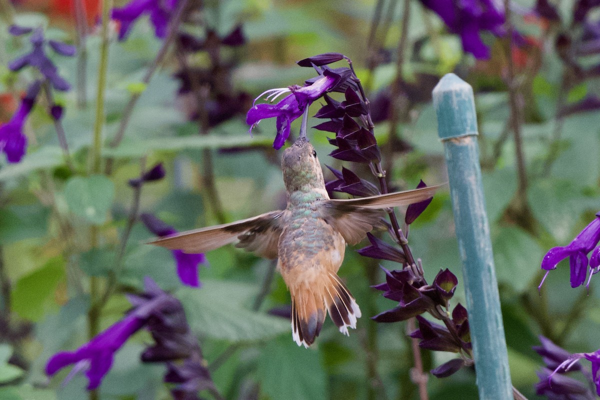 Allen's Hummingbird - Tim Dunn