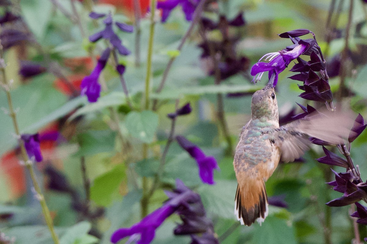 Allen's Hummingbird - Tim Dunn