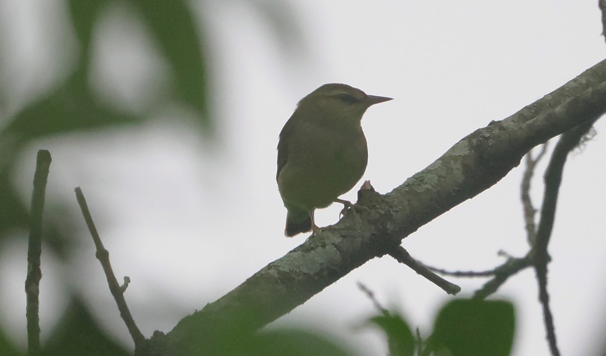 Swainson's Warbler - ML617945508