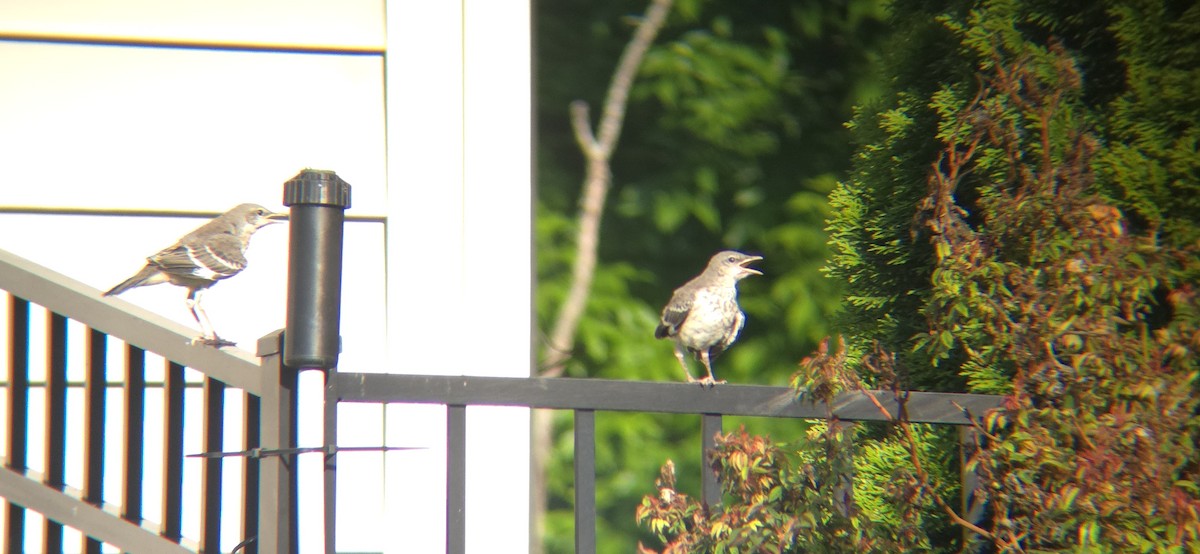 Northern Mockingbird - ML617945528