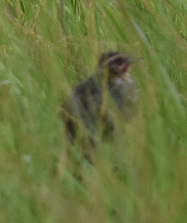 Seaside Sparrow - ML617945542