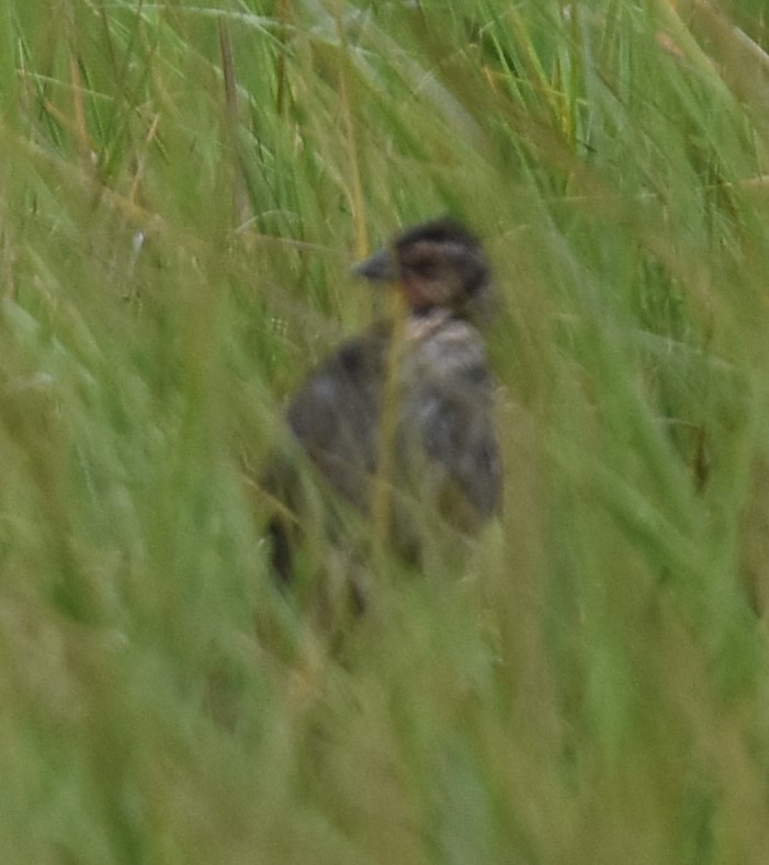 Seaside Sparrow - ML617945545