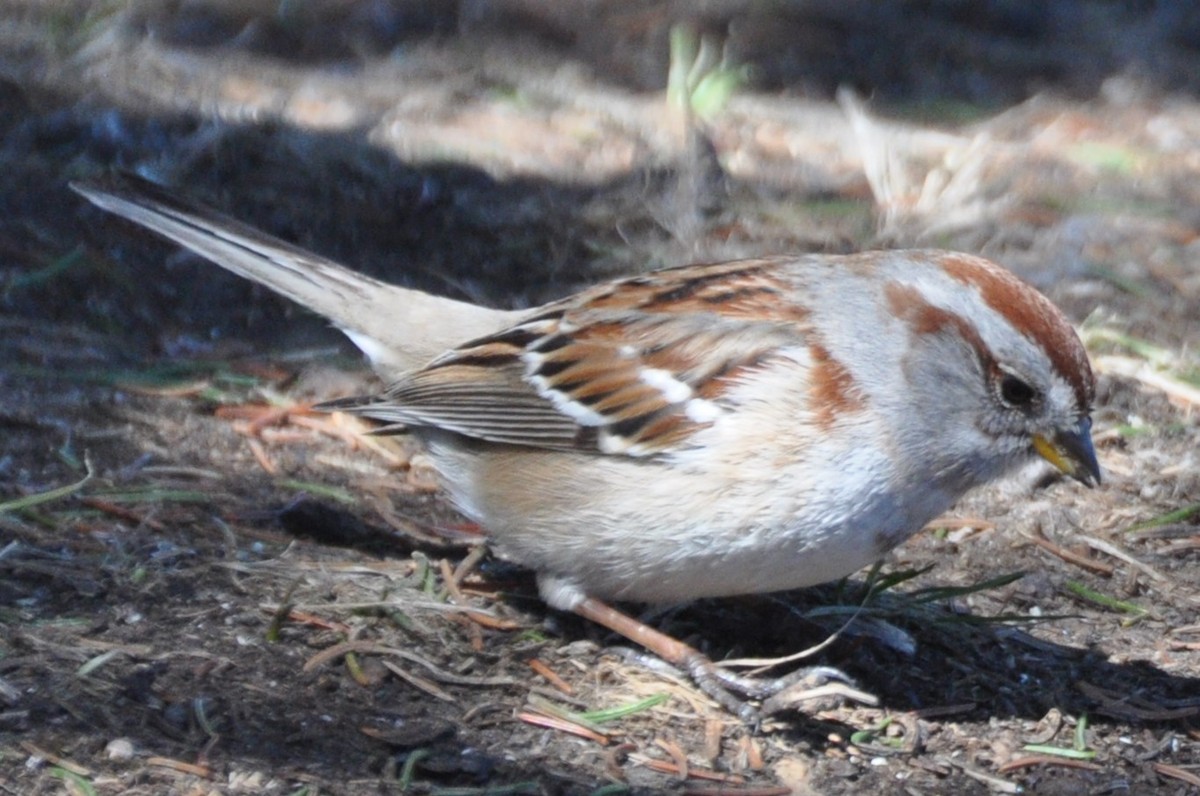 American Tree Sparrow - ML617945583