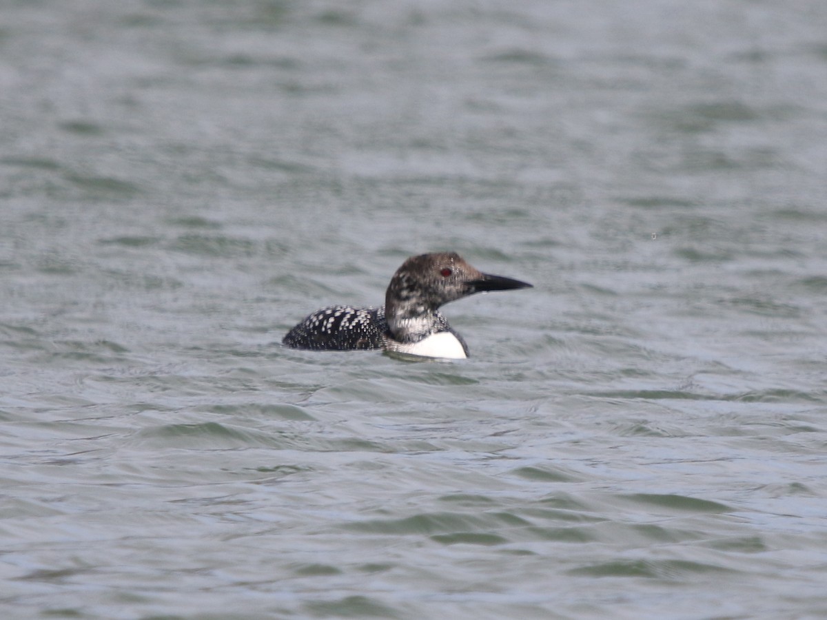 Common Loon - ML617945663