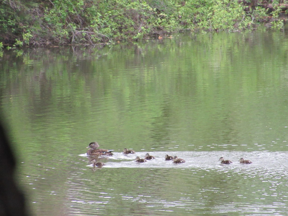 Wood Duck - ML617945687