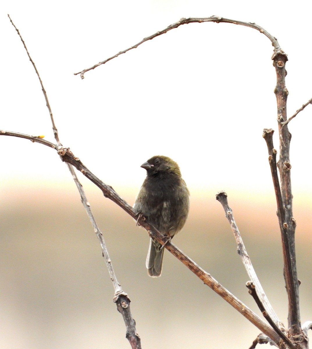 Black-faced Grassquit - Manuel Pérez R.