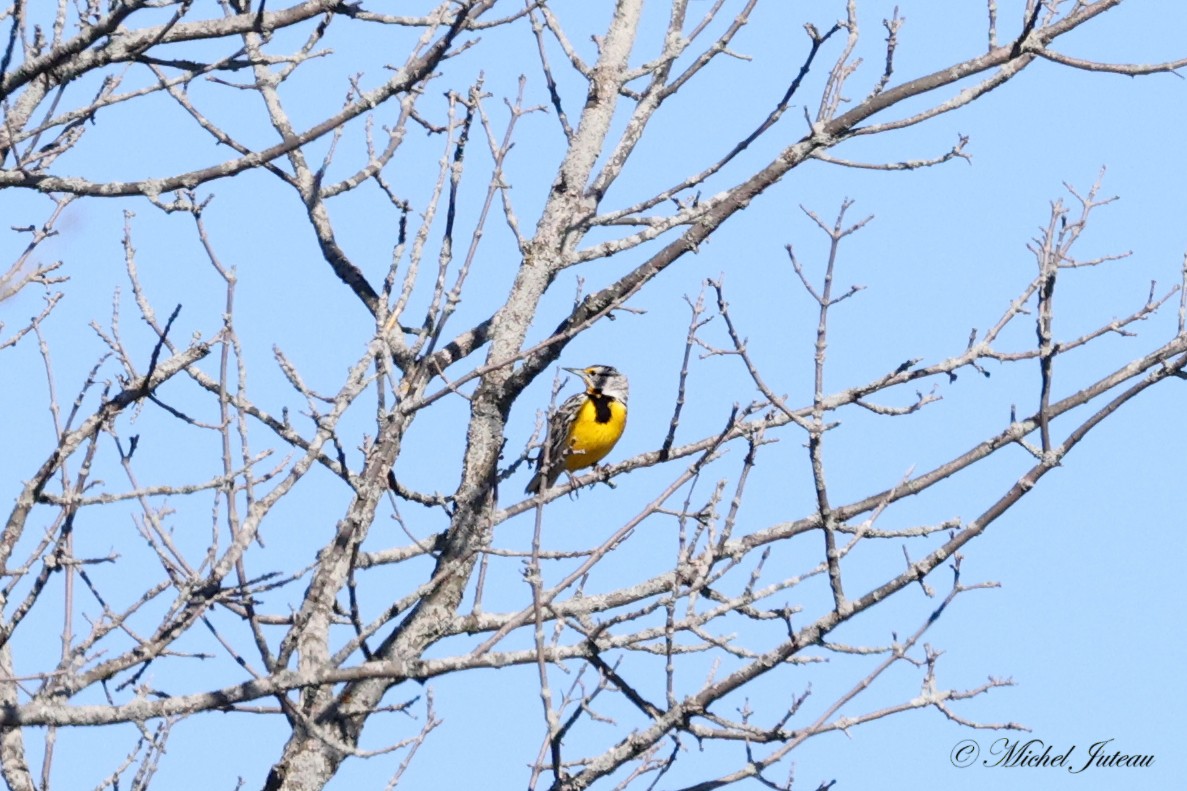 Eastern Meadowlark - Michel Juteau