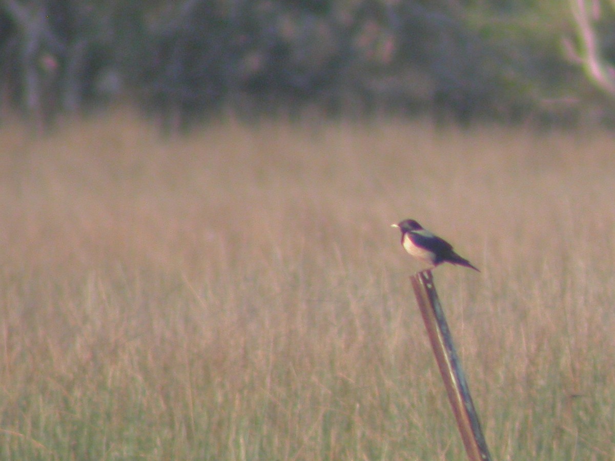 Rosy Starling - ML617945704