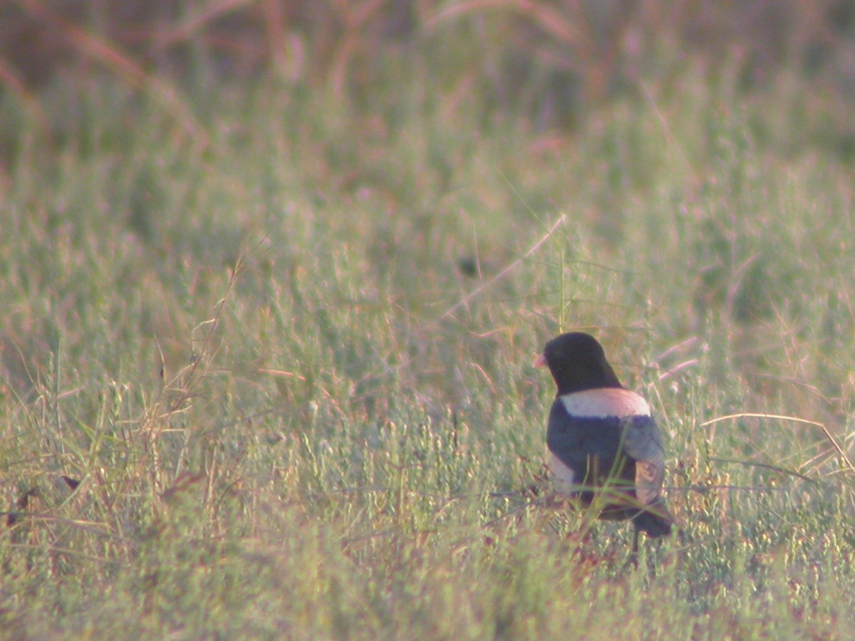 Rosy Starling - ML617945705