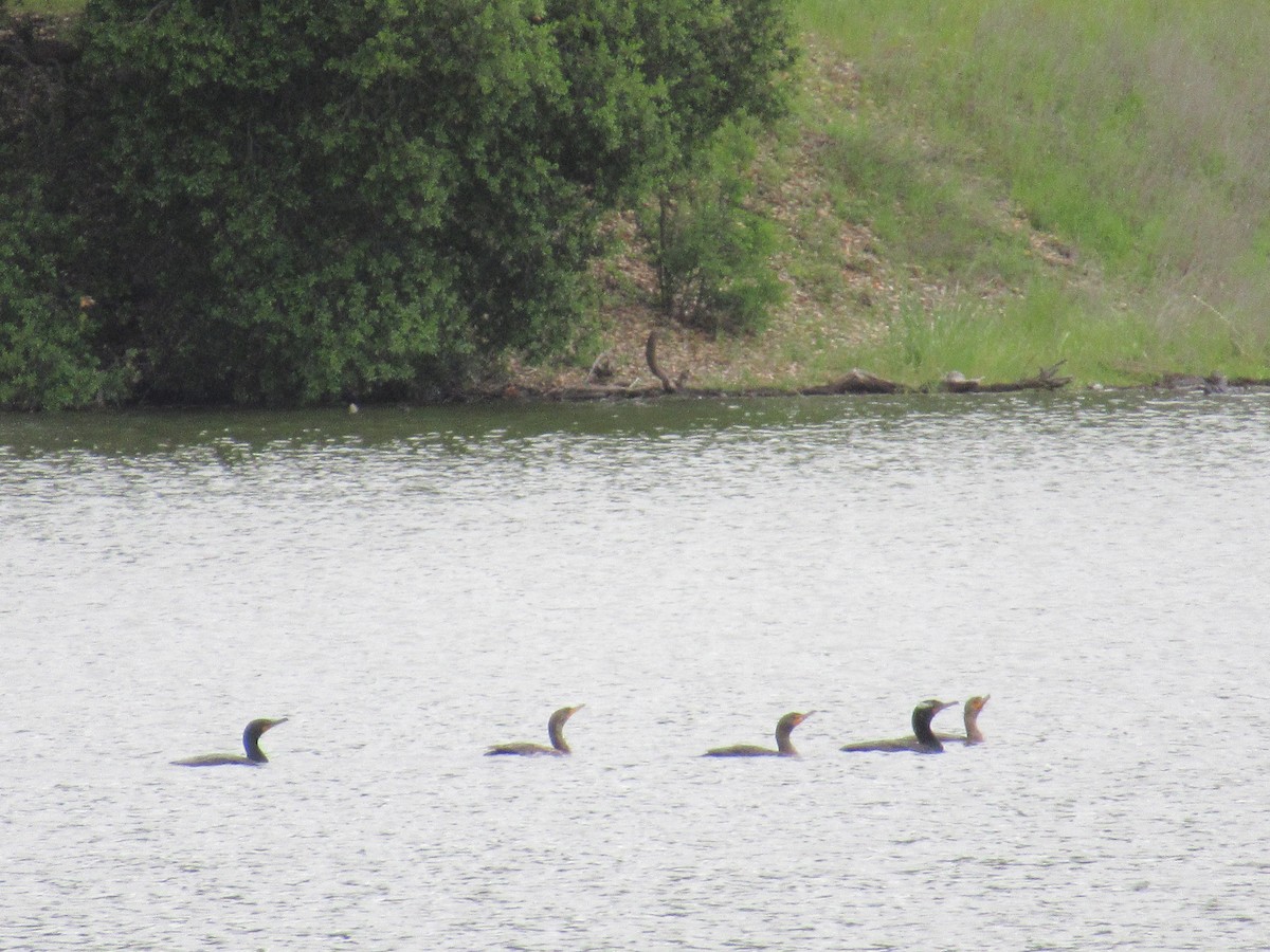 Double-crested Cormorant - ML617945715