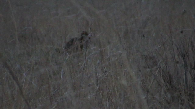 Greater Prairie-Chicken - ML617945728