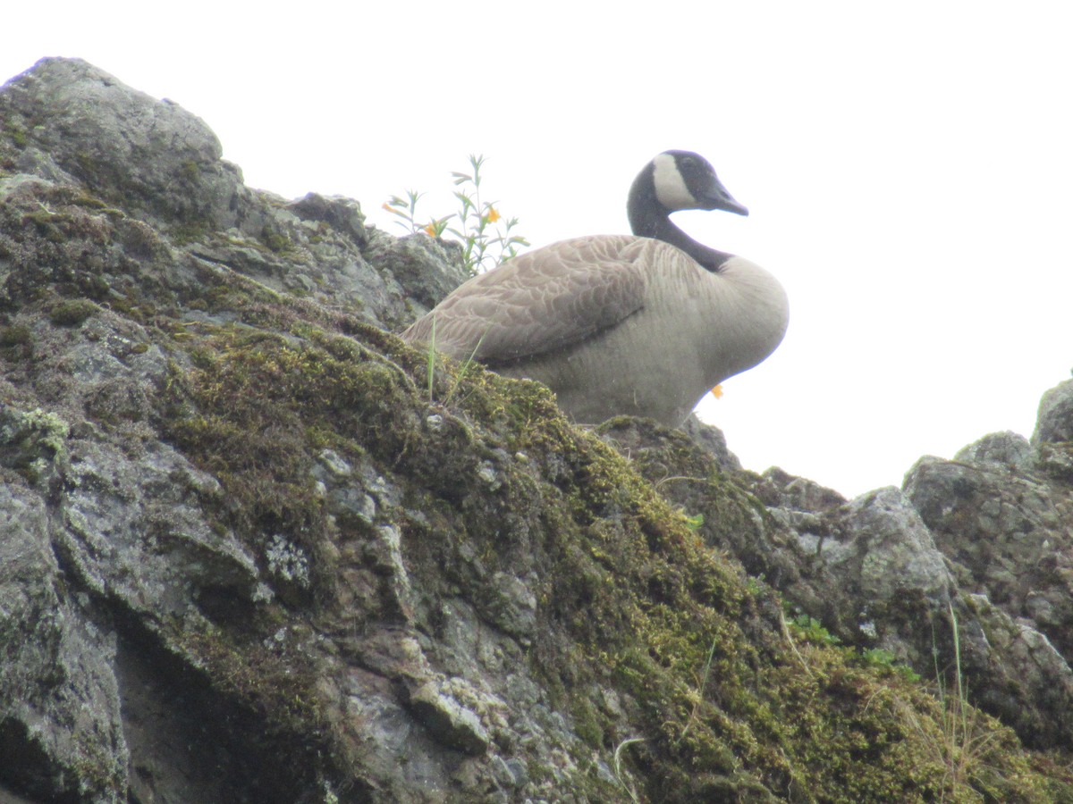 Canada Goose - ML617945730