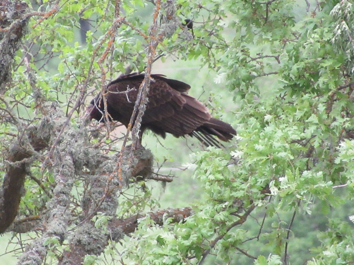 Turkey Vulture - ML617945774