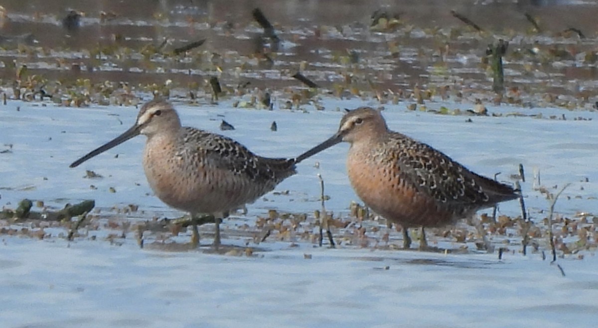 Long-billed Dowitcher - ML617945779