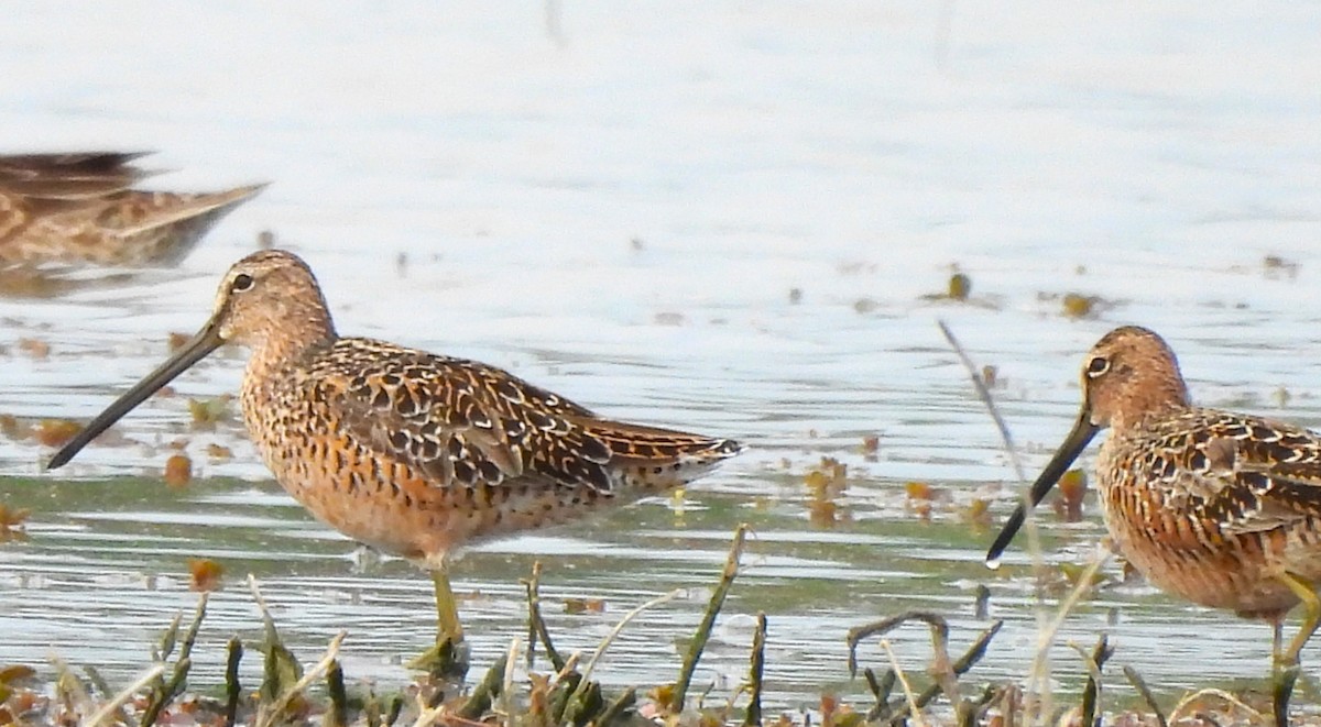 Long-billed Dowitcher - ML617945780