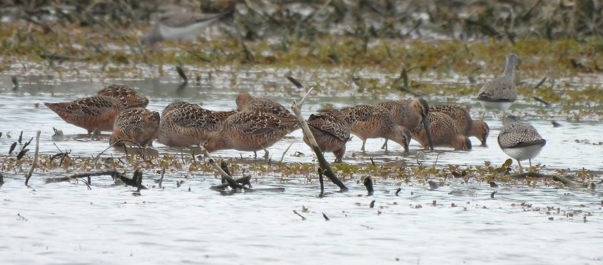 Long-billed Dowitcher - ML617945781
