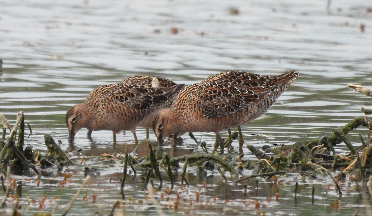 Long-billed Dowitcher - ML617945782