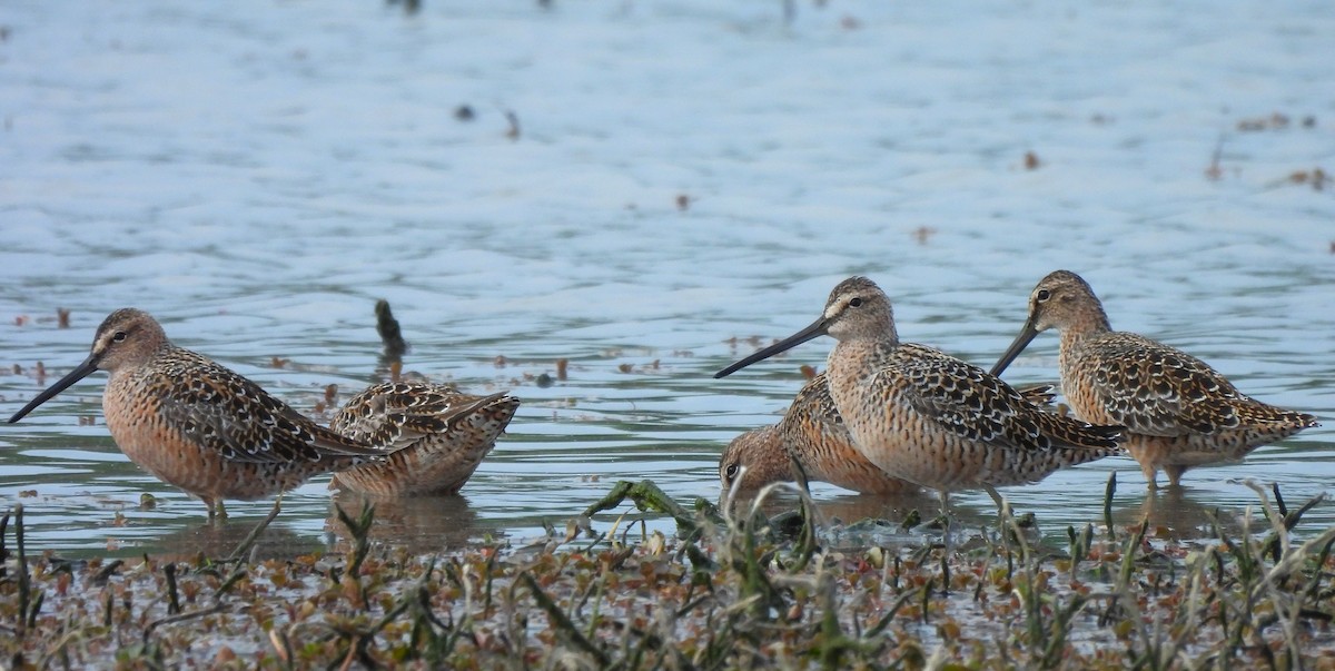 Long-billed Dowitcher - ML617945783