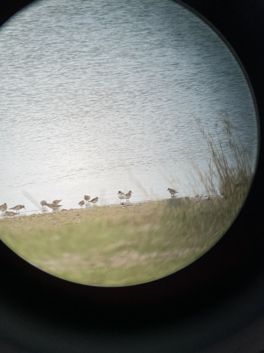 Semipalmated Plover - ML617945791