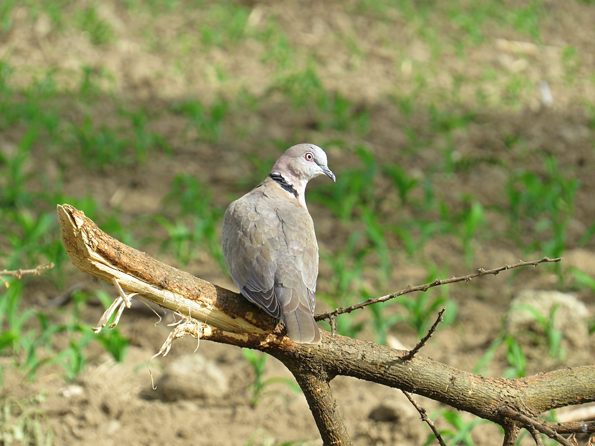 Mourning Collared-Dove - Andrew Cauldwell