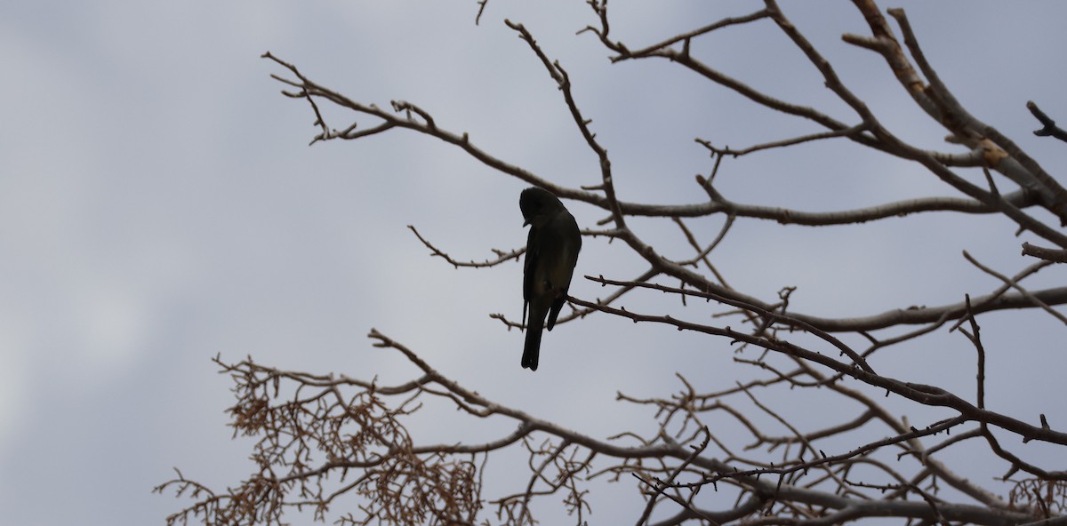 Western Wood-Pewee - ML617945835