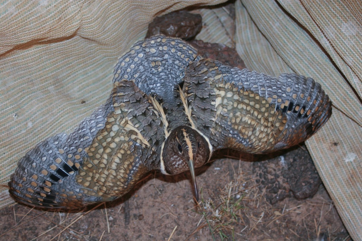 Australian Painted-Snipe - ML617945871