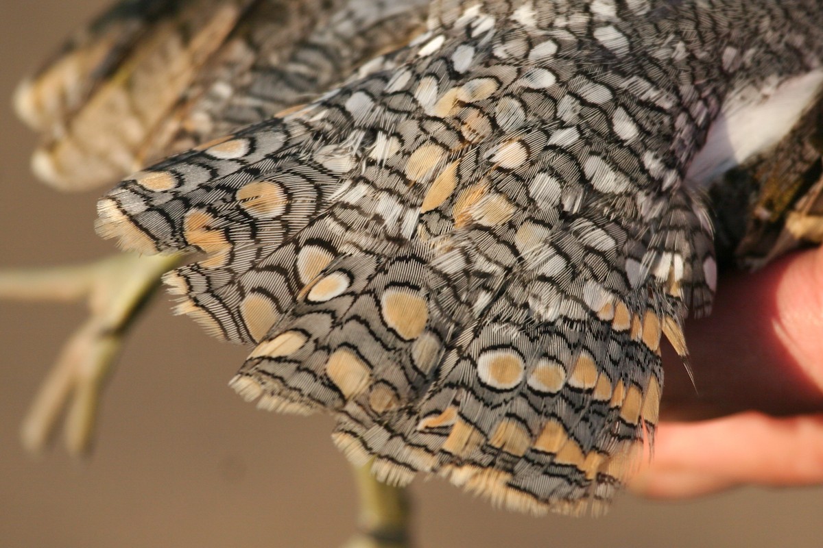 Australian Painted-Snipe - ML617945872