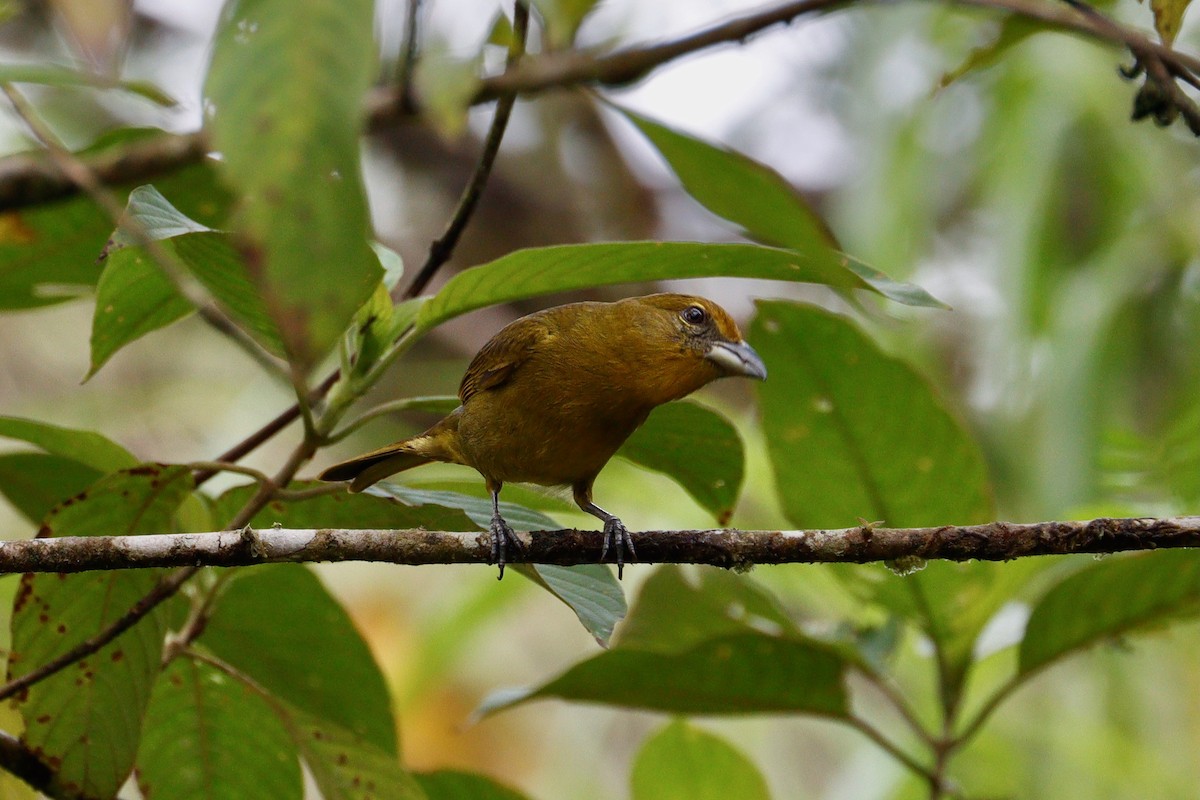 Hepatic Tanager - ML617945898