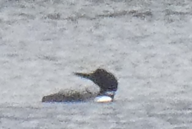 Common Loon - David Pritchard