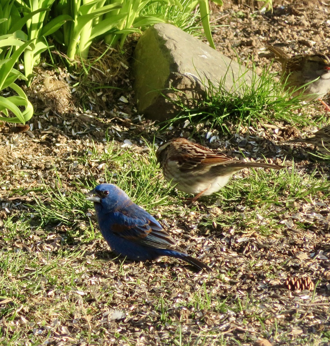 Blue Grosbeak - Susan Cline