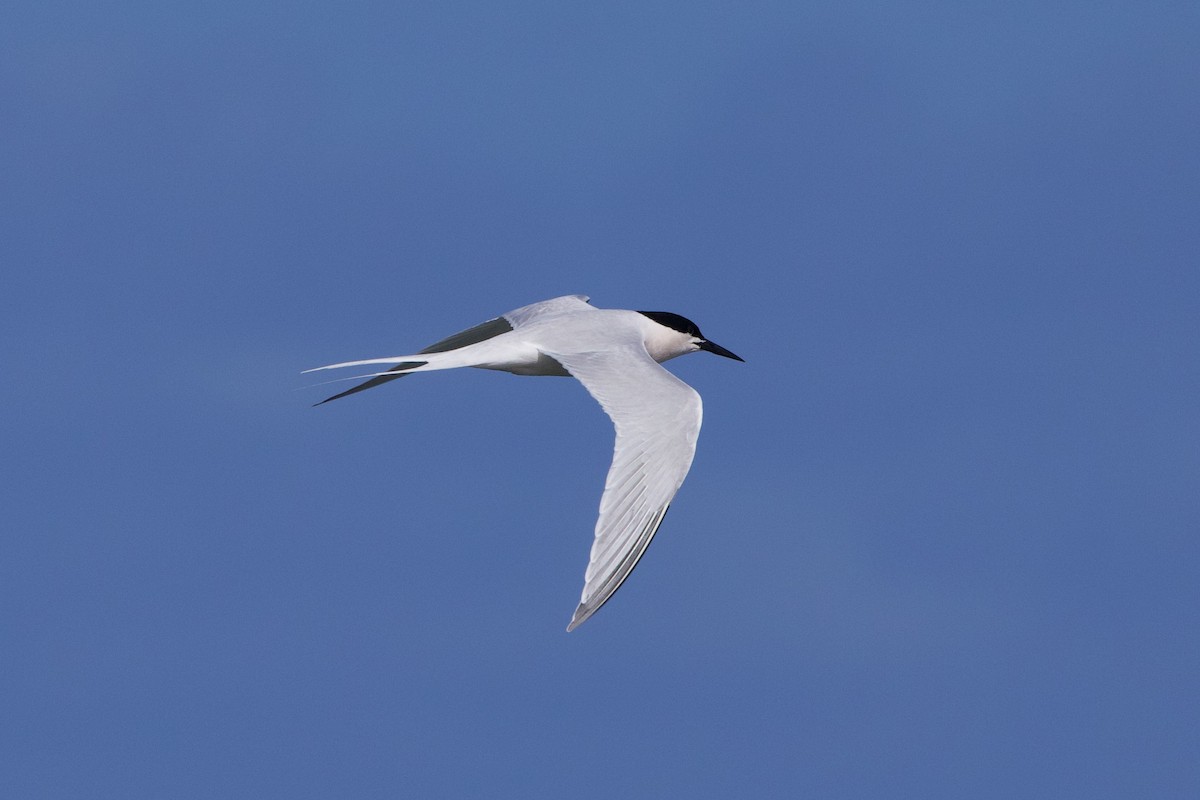 Roseate Tern - Michael St John