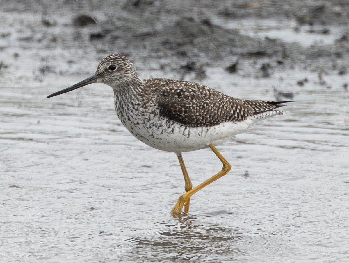 Greater Yellowlegs - Peter Kondrashov