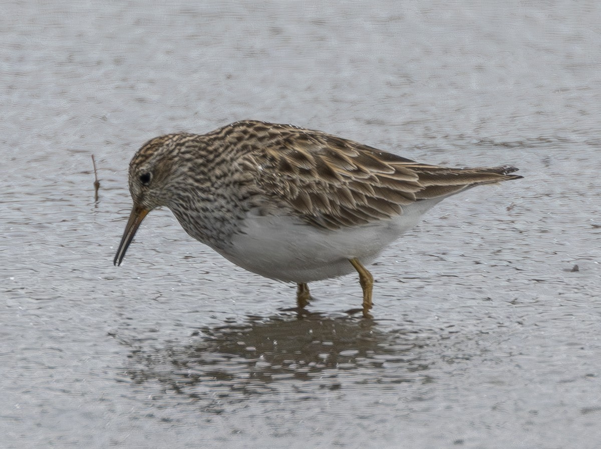 Graubrust-Strandläufer - ML617945949