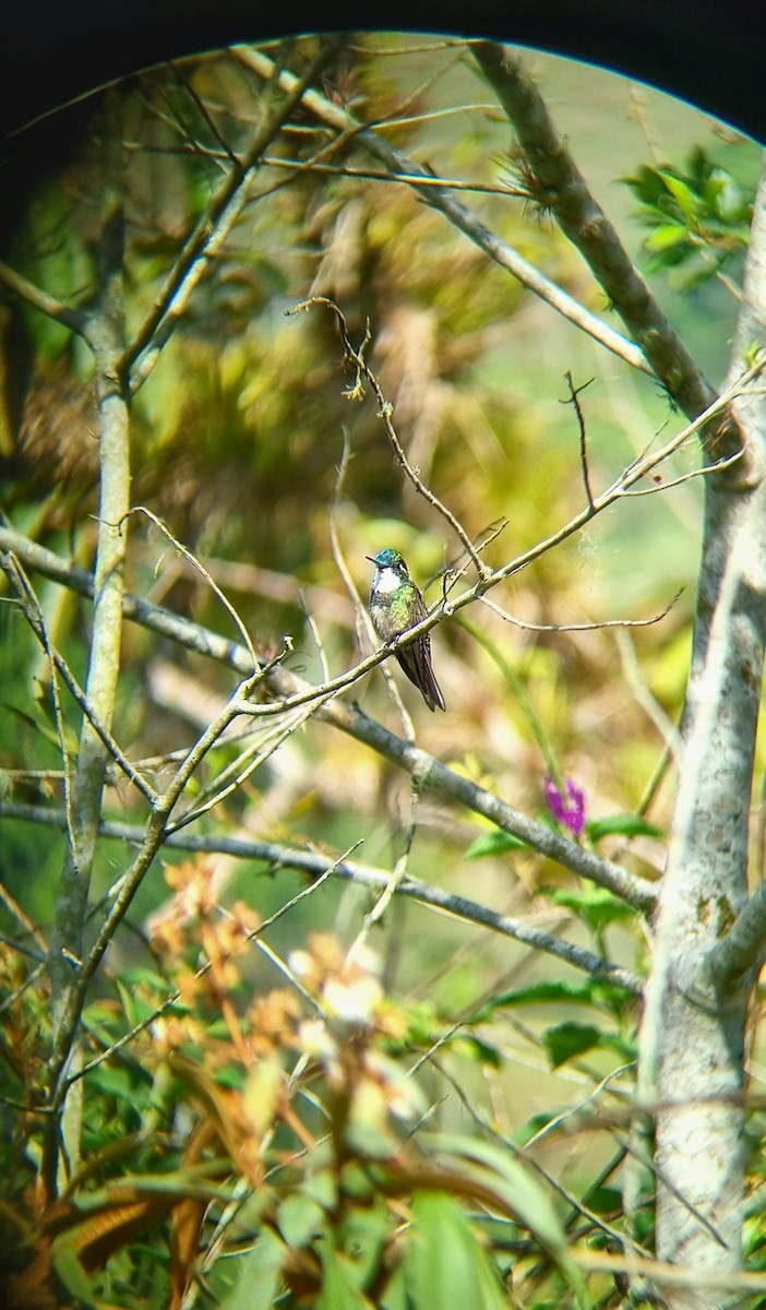 White-throated Mountain-gem - ML617945955