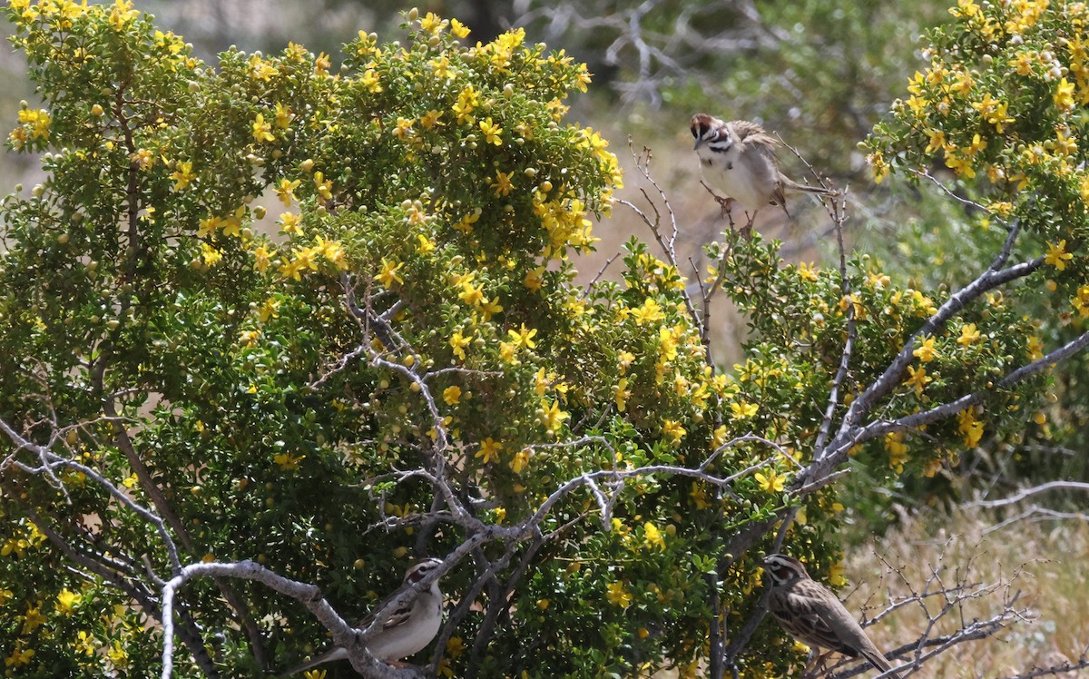 Lark Sparrow - Darlene Feener