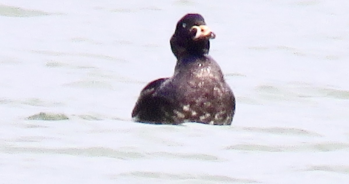 Surf Scoter - Leslie Ferree