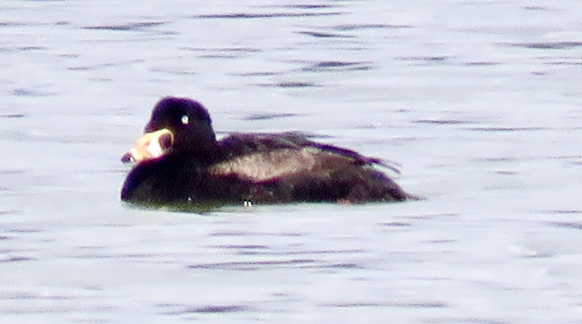 Surf Scoter - Leslie Ferree