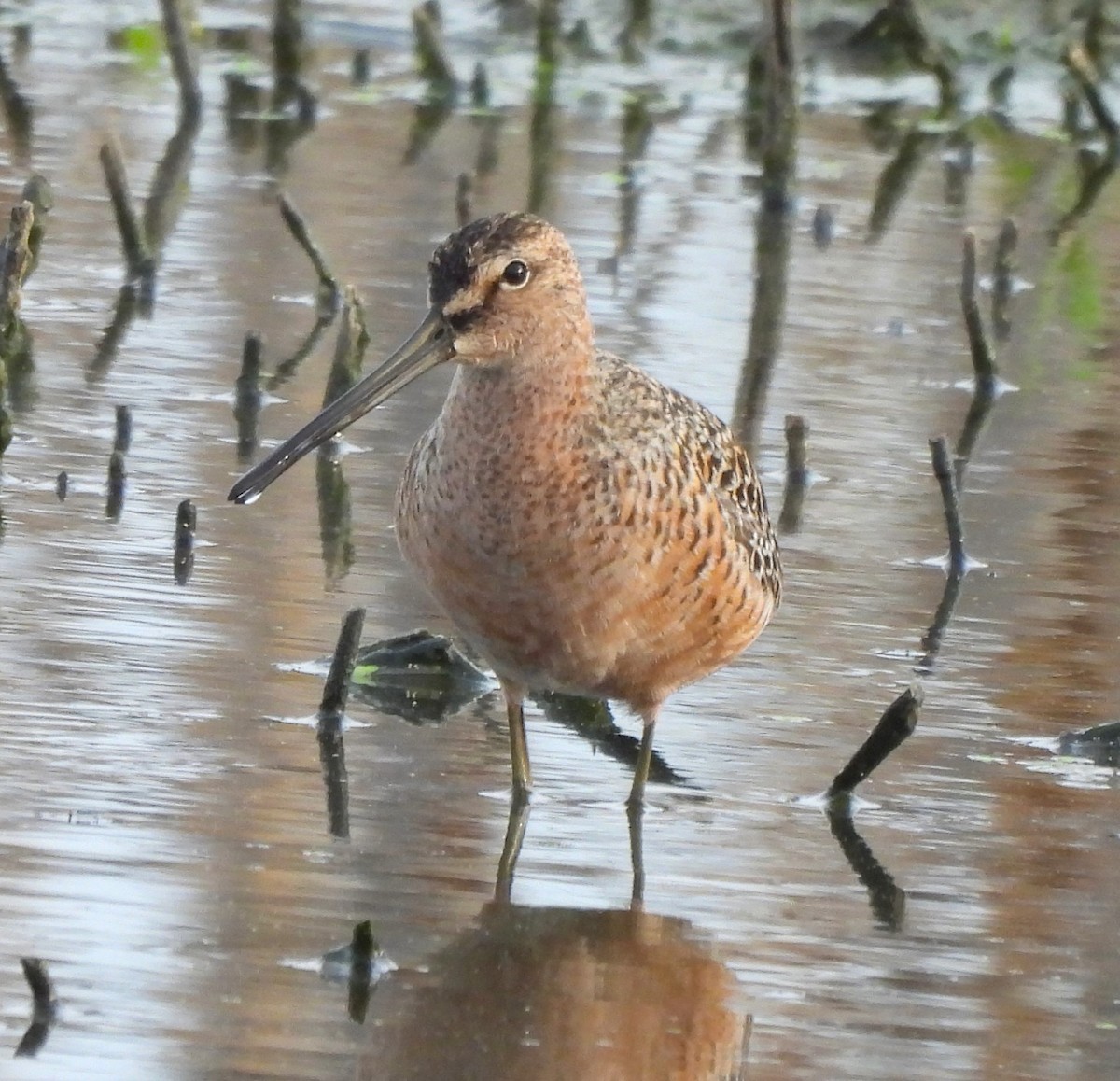 Long-billed Dowitcher - ML617945998