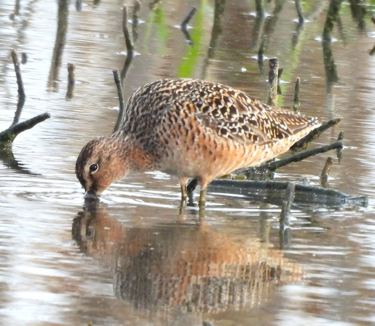 Long-billed Dowitcher - ML617945999