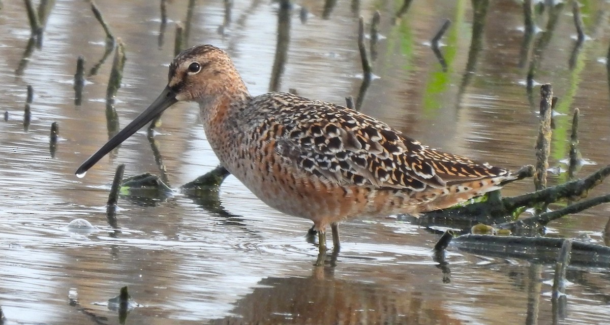 Long-billed Dowitcher - ML617946000