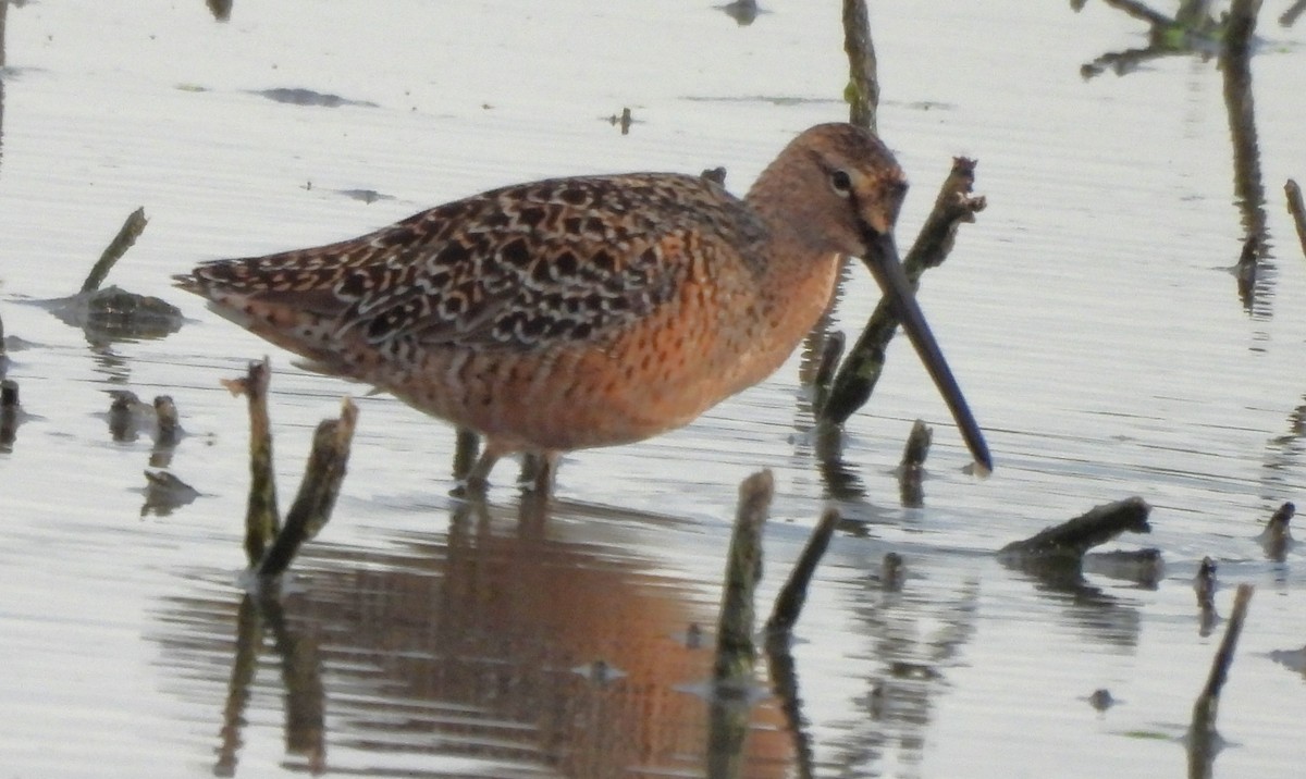 Long-billed Dowitcher - ML617946001