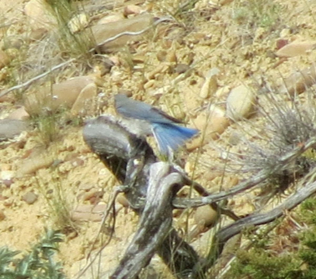 Mountain Bluebird - ML61794601