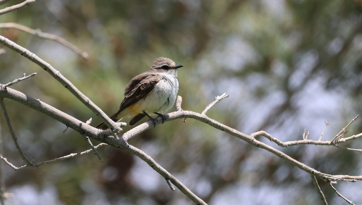 Vermilion Flycatcher - Darlene Feener