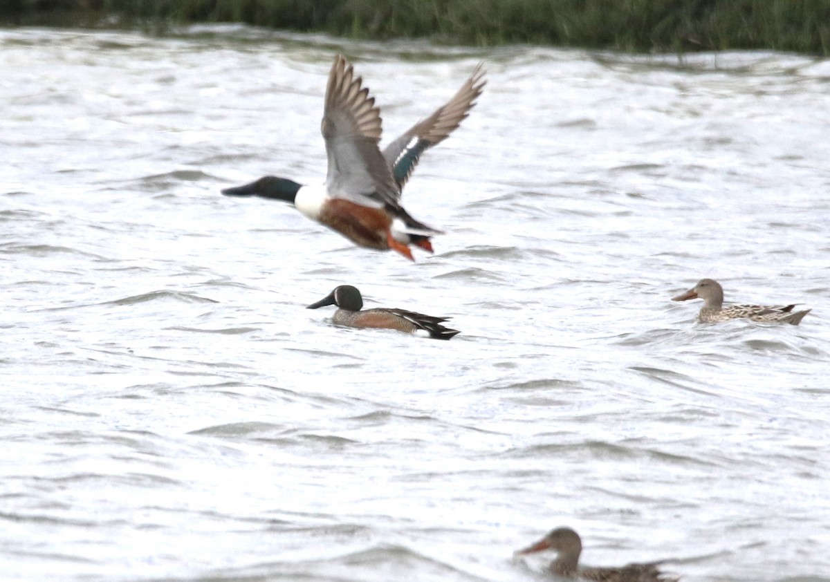 Blue-winged Teal x Northern Shoveler (hybrid) - Ryan Phillips