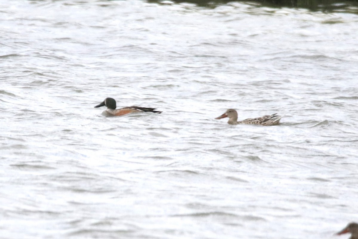 Blue-winged Teal x Northern Shoveler (hybrid) - ML617946025