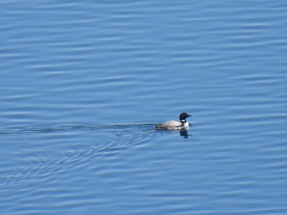 Common Loon - ML617946026