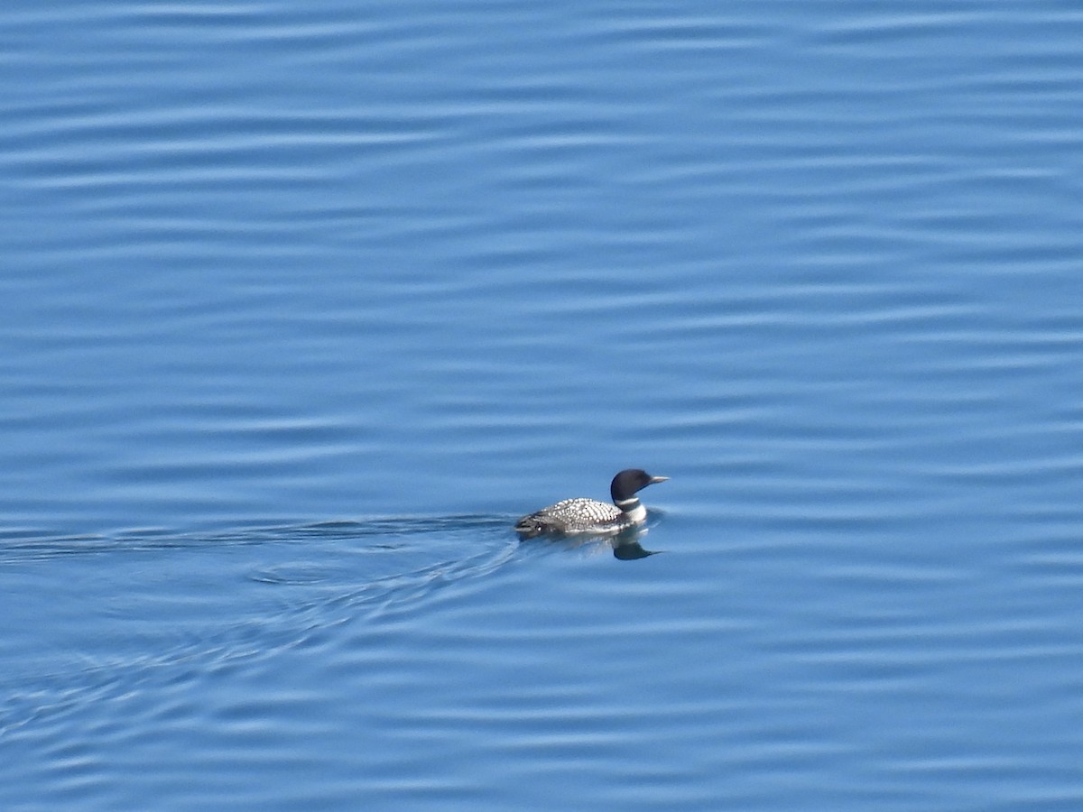 Common Loon - ML617946027